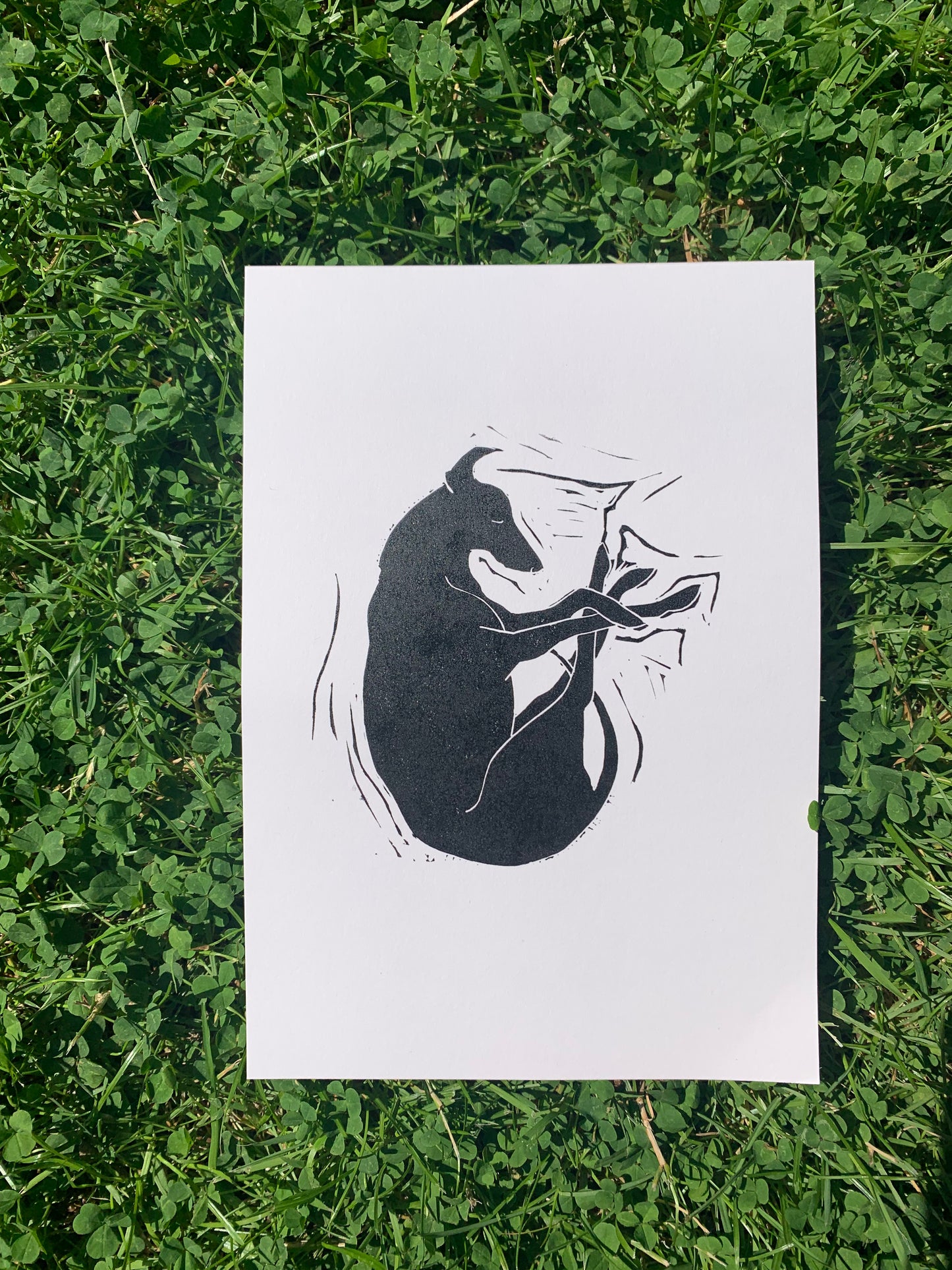 Catching Z's - Sighthound Lino Print