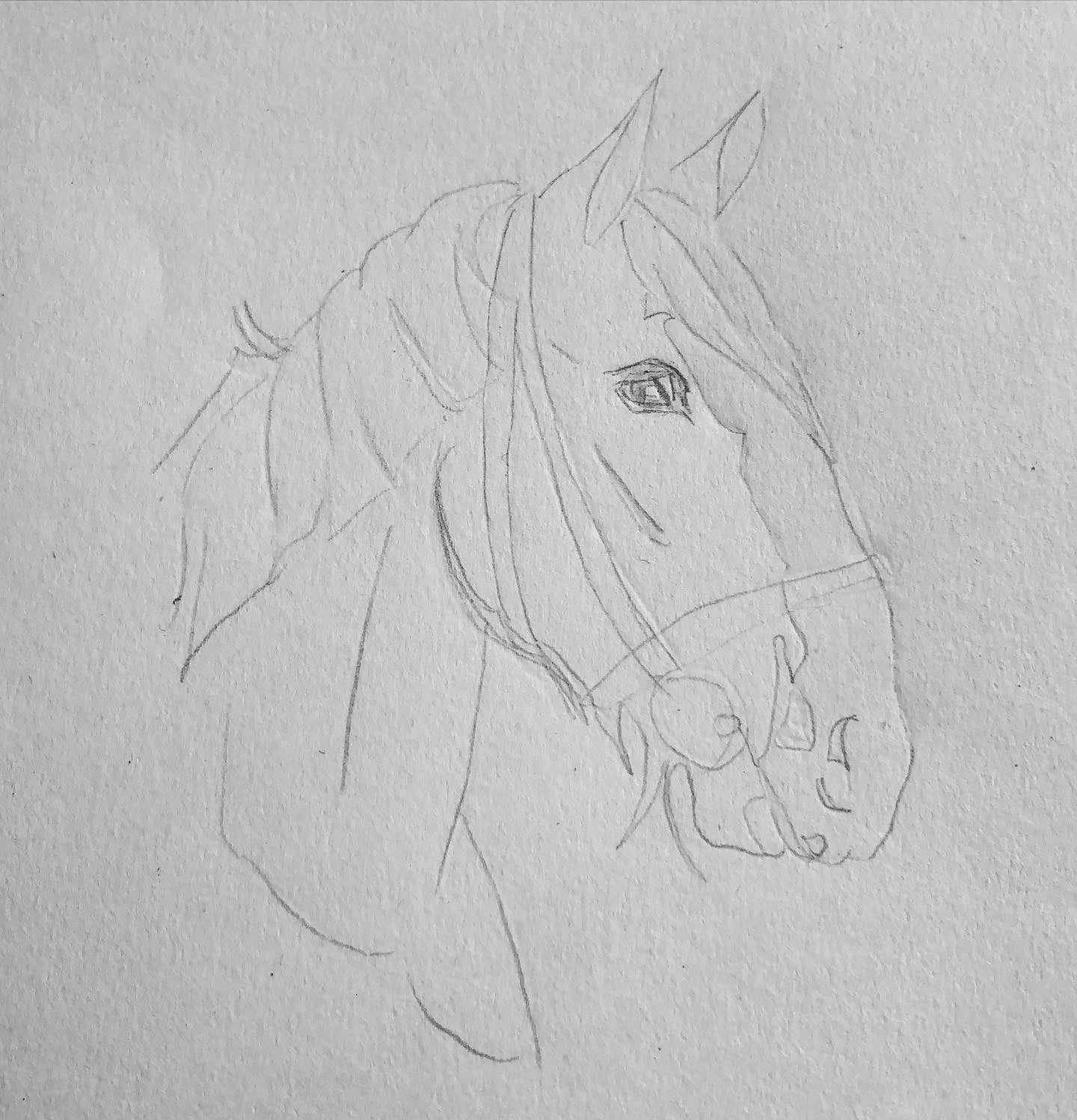 Good Fella - Clydesdale Horse Lino Print